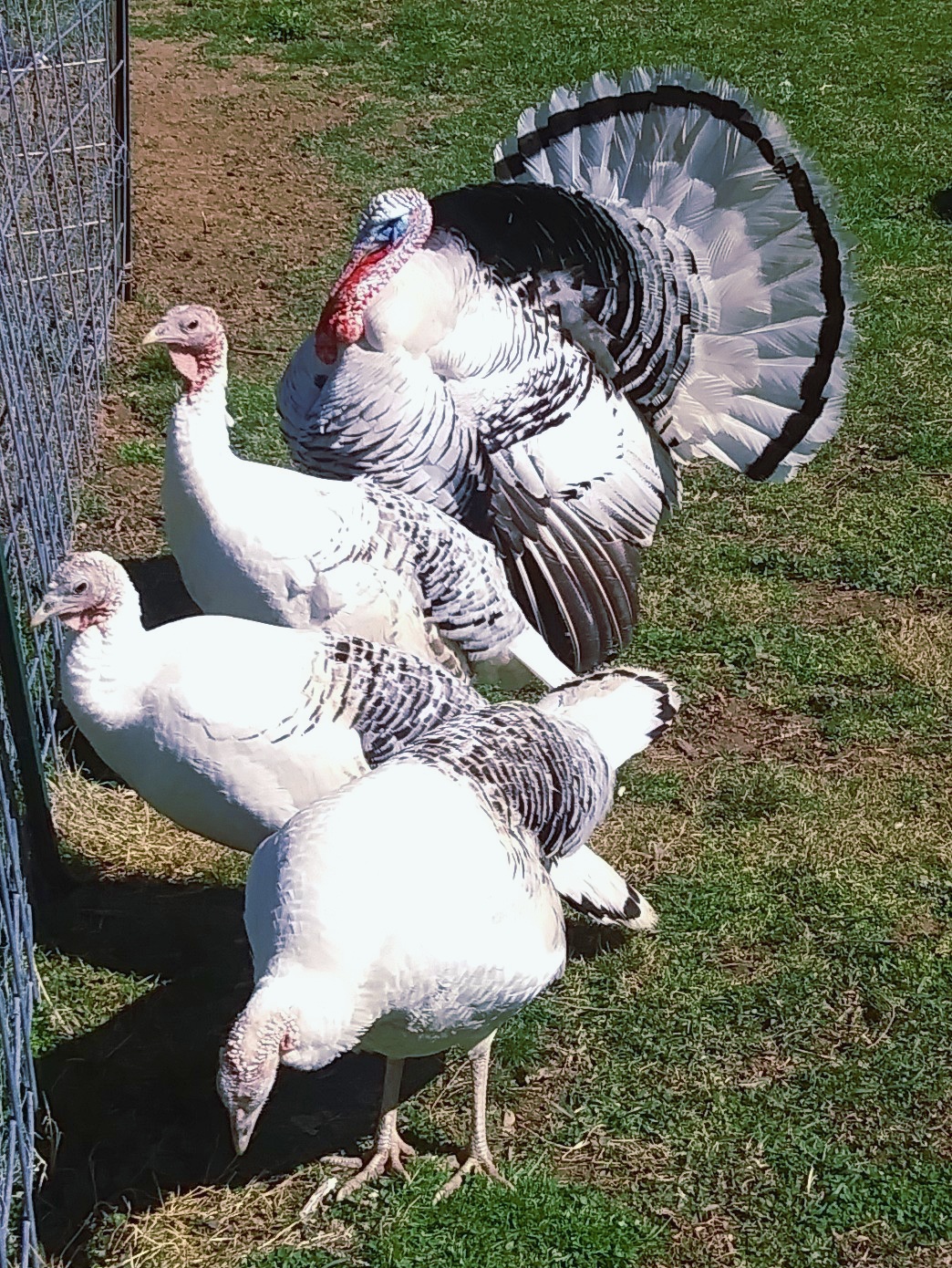 Royal Palm Turkeys, Poults and Hatching Eggs; Organically Raised