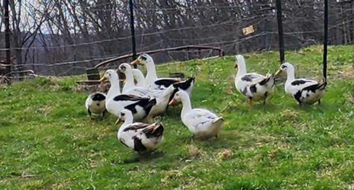 Ancona Ducks and Hatching Eggs: Organically Raised