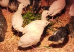 Royal Palm Turkeys, Poults and Hatching Eggs; Organically Raised