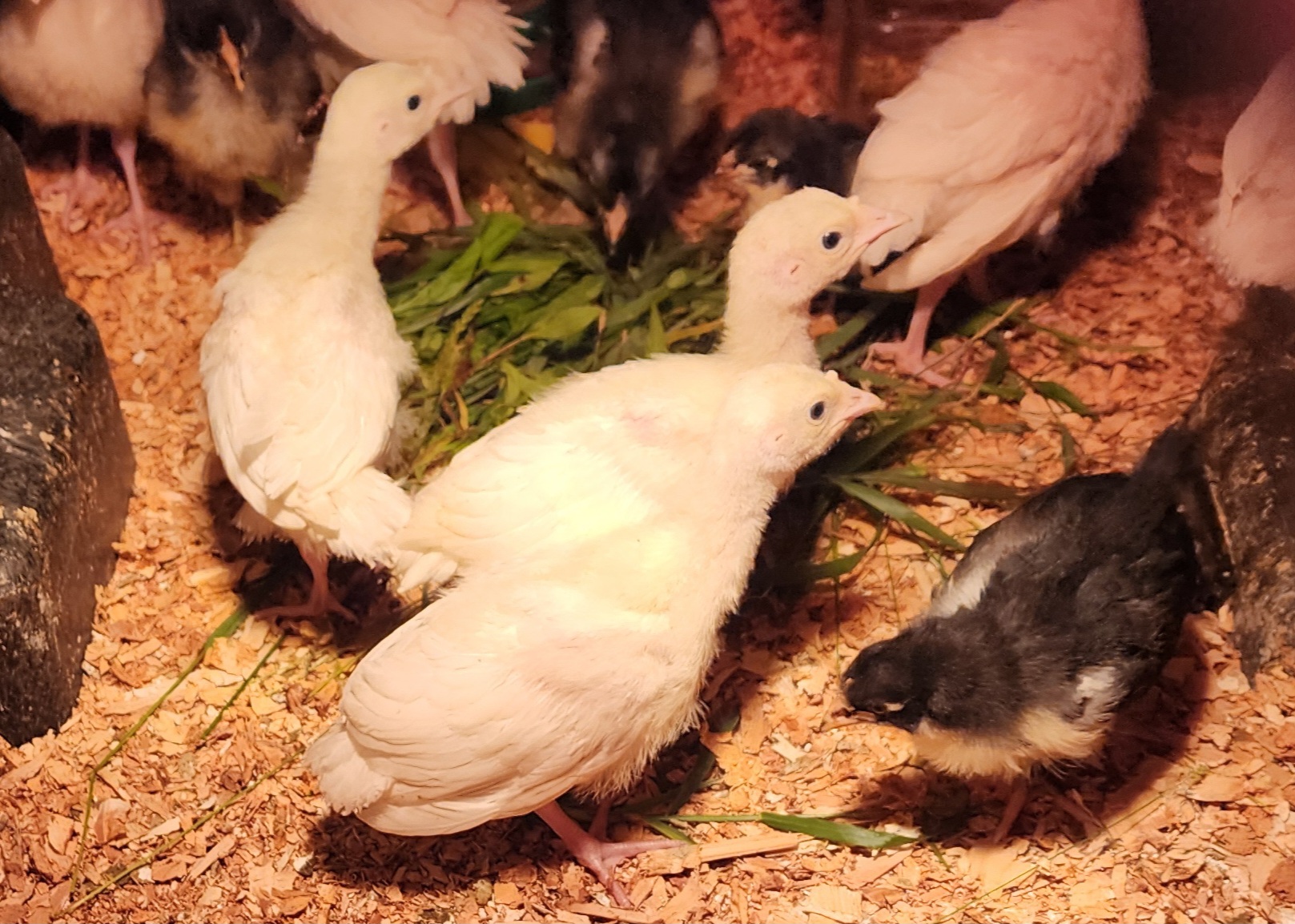 Royal Palm Turkeys, Poults and Hatching Eggs; Organically Raised