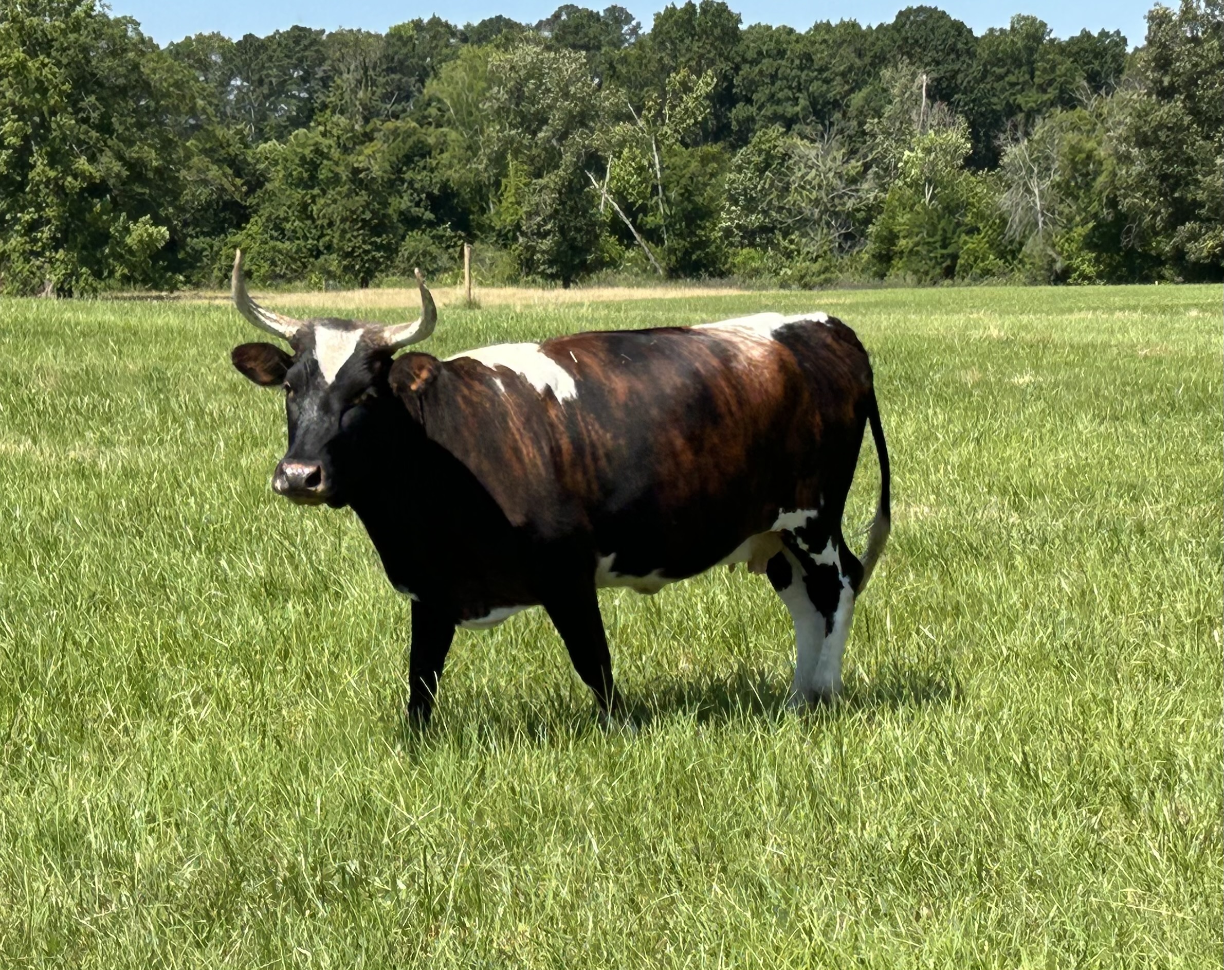 Cracker Cattle For Sale in S.C.