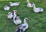 Ancona Ducks and Hatching Eggs: Organically Raised
