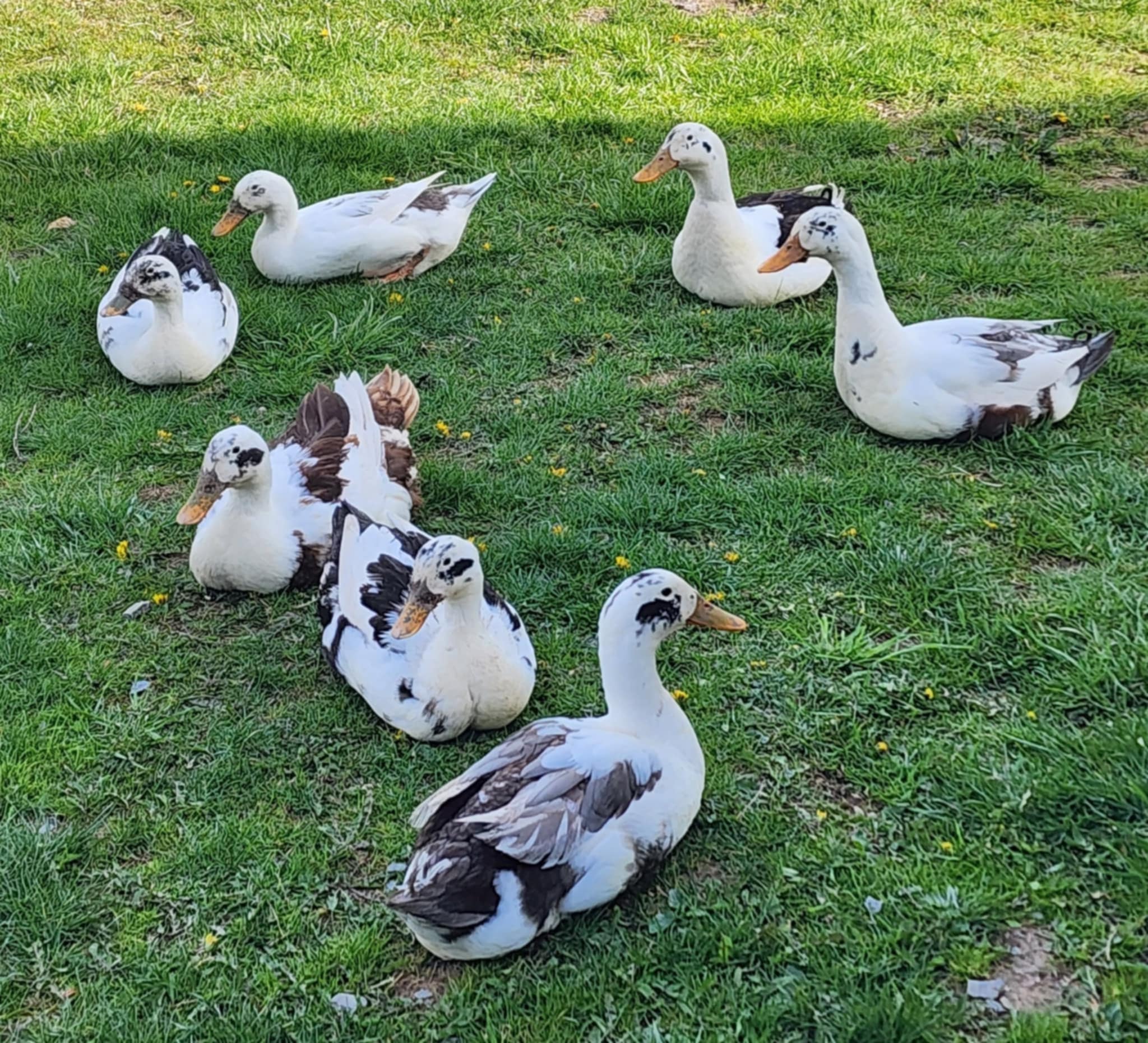 Ancona Ducks and Hatching Eggs: Organically Raised