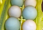 Ancona Ducks and Hatching Eggs: Organically Raised