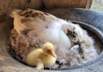 Ancona Ducks and Hatching Eggs: Organically Raised