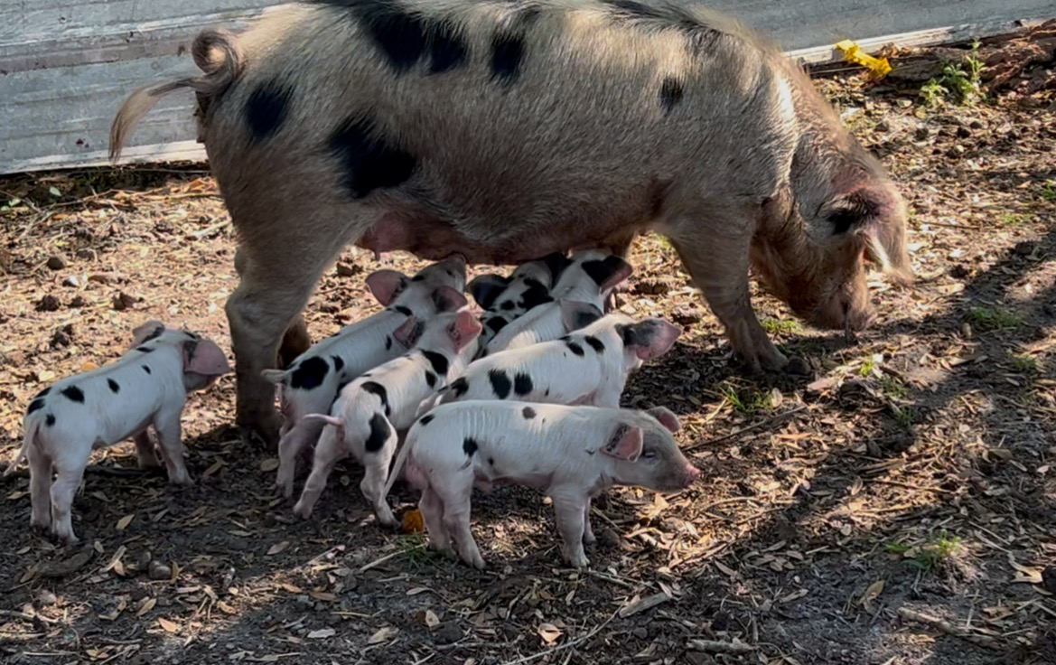 Gloucestershire Old Spots