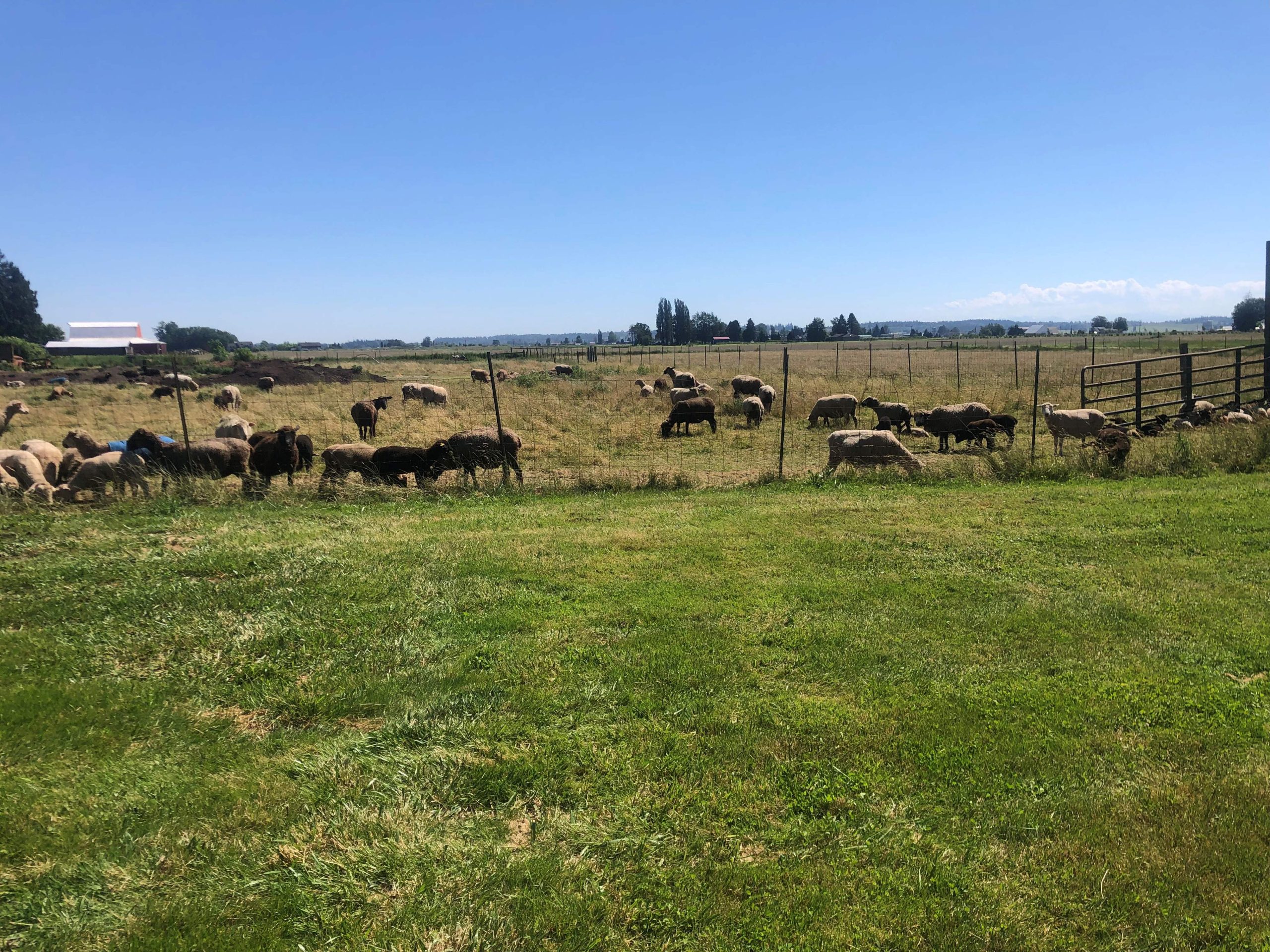 Fine-Wool Romeldale/CVM Flock For Sale – Rare, Next-to-Skin Soft Colored Wool for Serious Fiber Artists