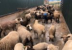 Fine-Wool Romeldale/CVM Flock For Sale – Rare, Next-to-Skin Soft Colored Wool for Serious Fiber Artists