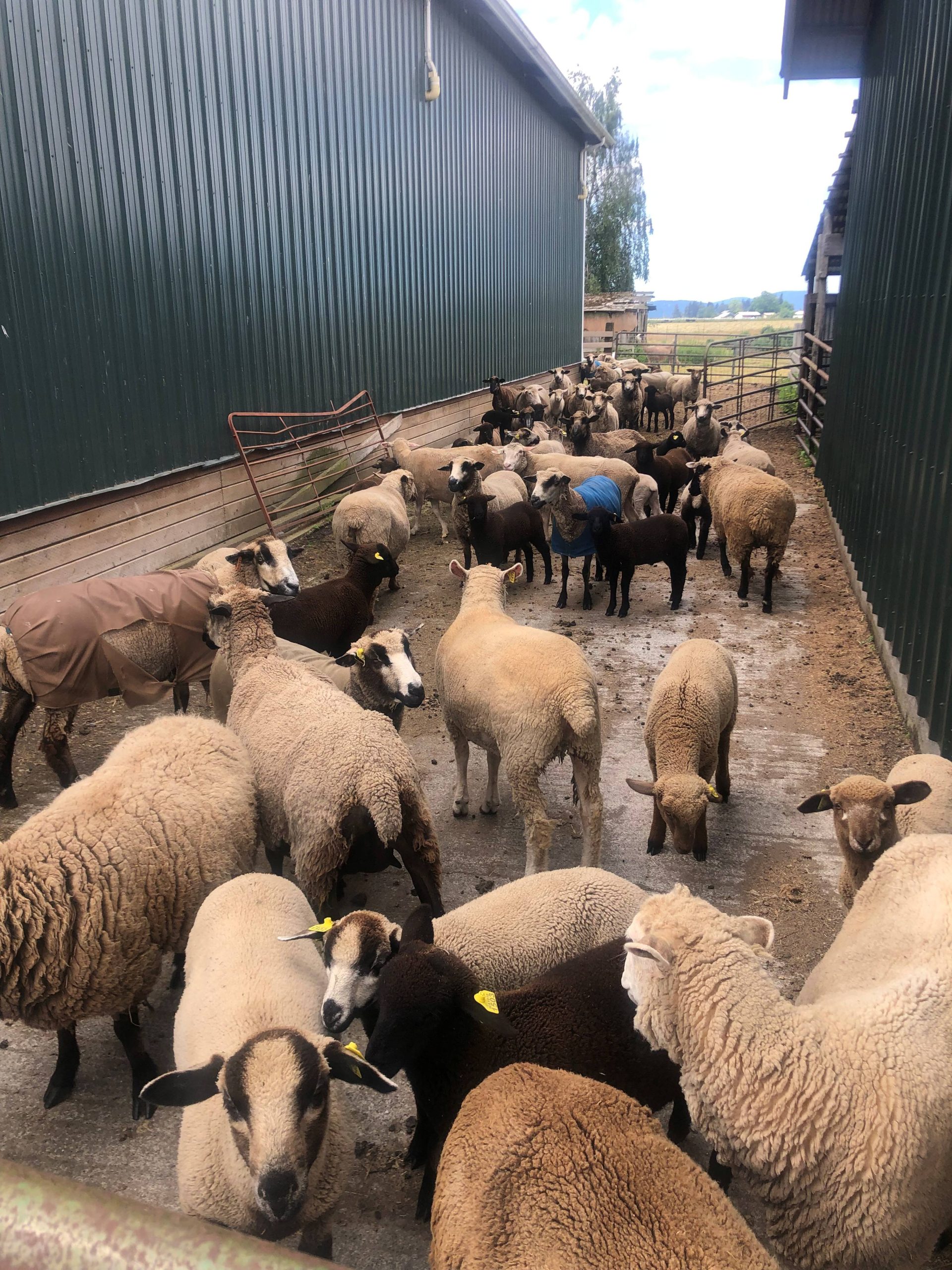 Fine-Wool Romeldale/CVM Flock For Sale – Rare, Next-to-Skin Soft Colored Wool for Serious Fiber Artists