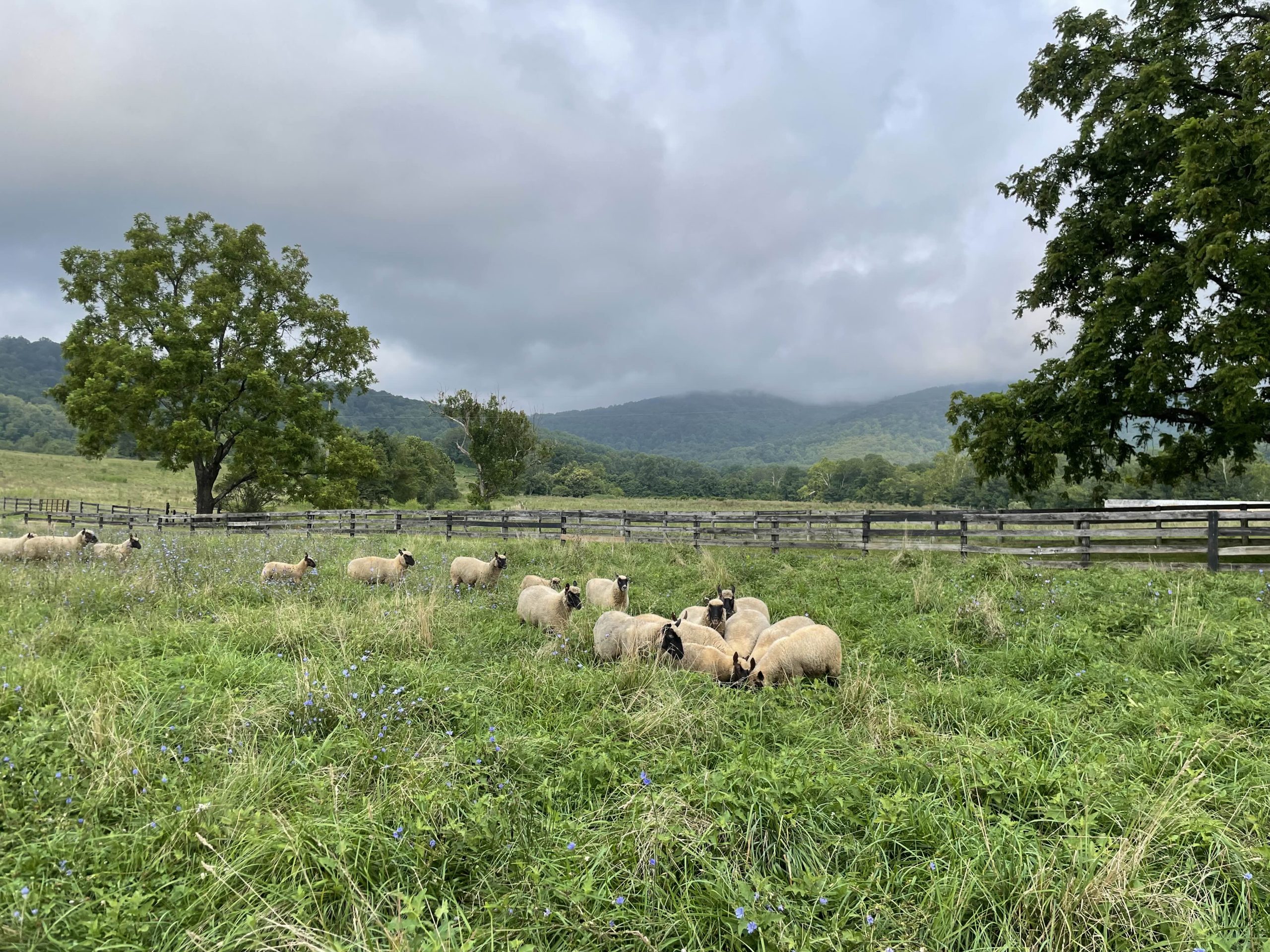 Clun Forest Breeding Stock