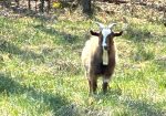 100% Myotonic (Fainting) Goat Buck