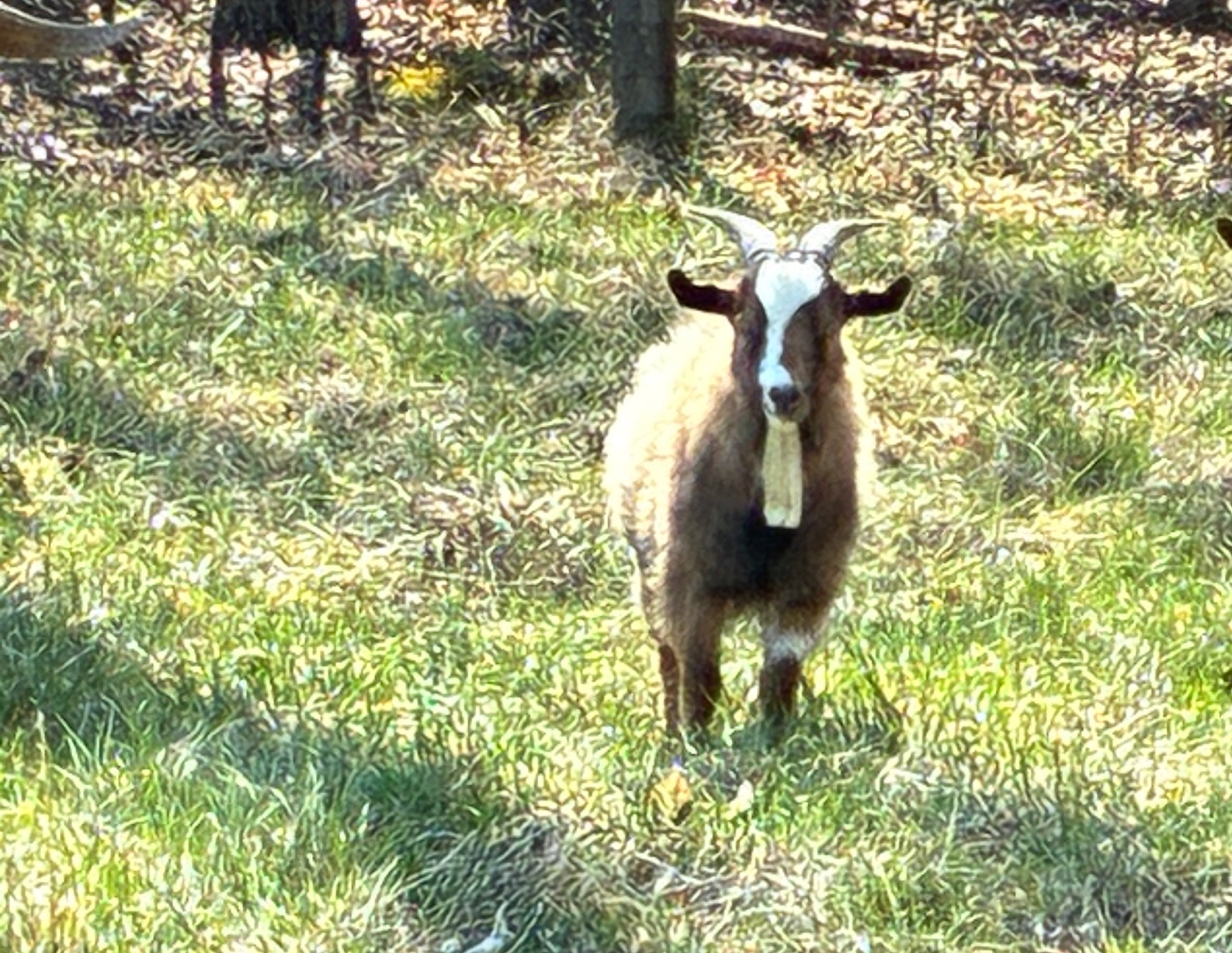100% Myotonic (Fainting) Goat Buck