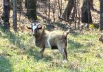 100% Myotonic (Fainting) Goat Buck