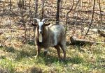 100% Myotonic (Fainting) Goat Buck