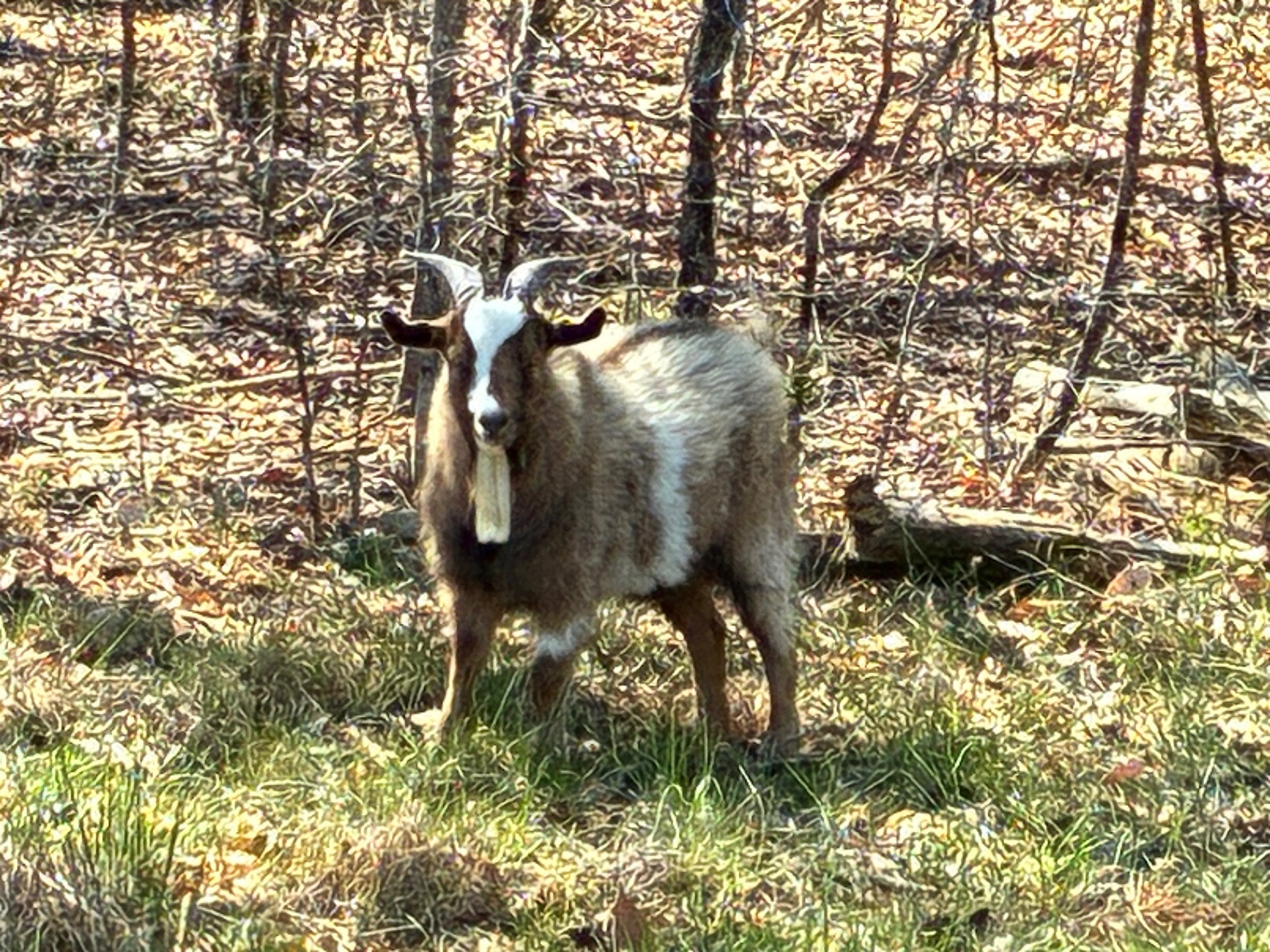 100% Myotonic (Fainting) Goat Buck