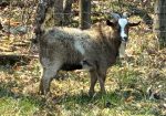100% Myotonic (Fainting) Goat Buck