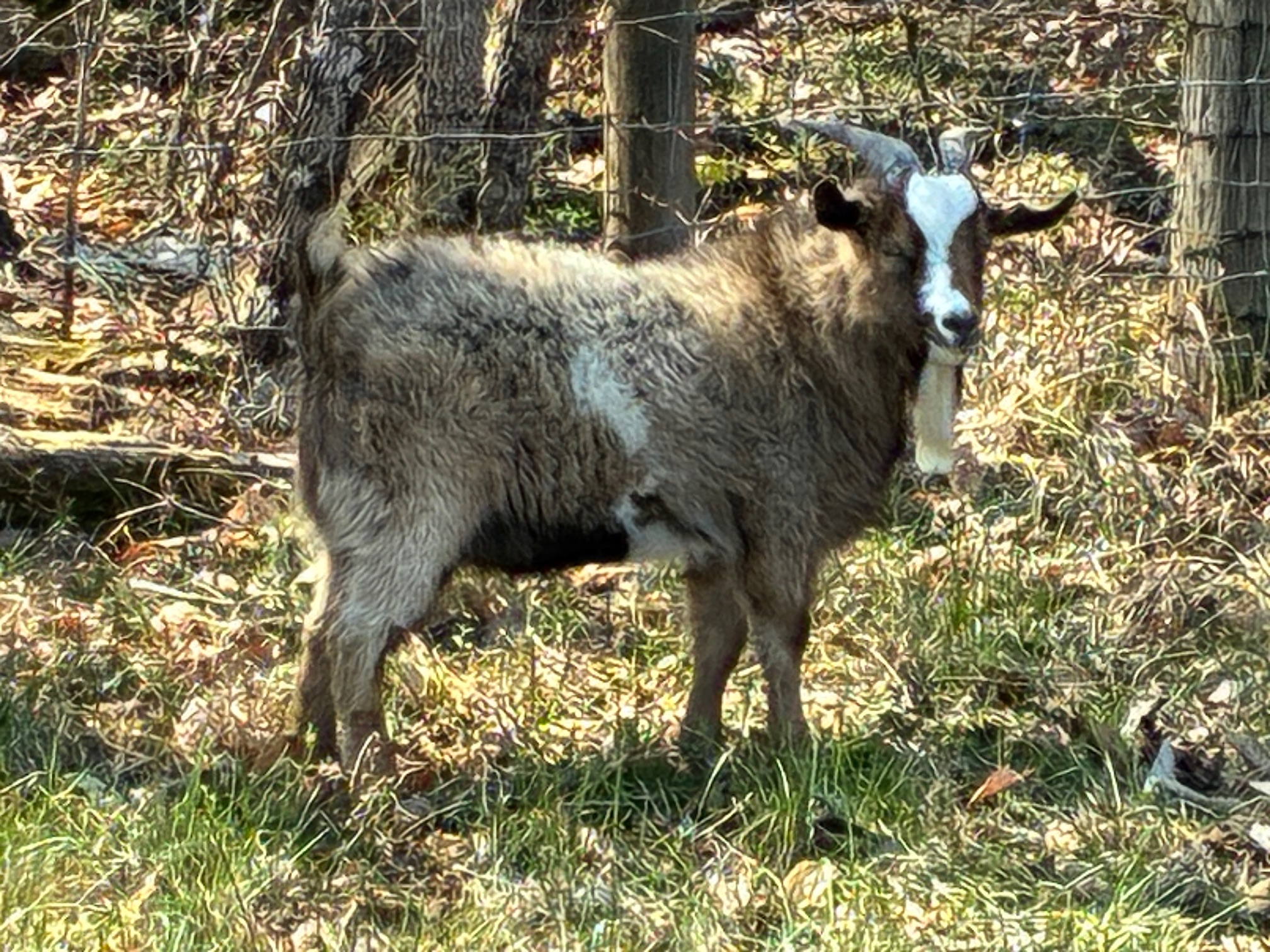 100% Myotonic (Fainting) Goat Buck