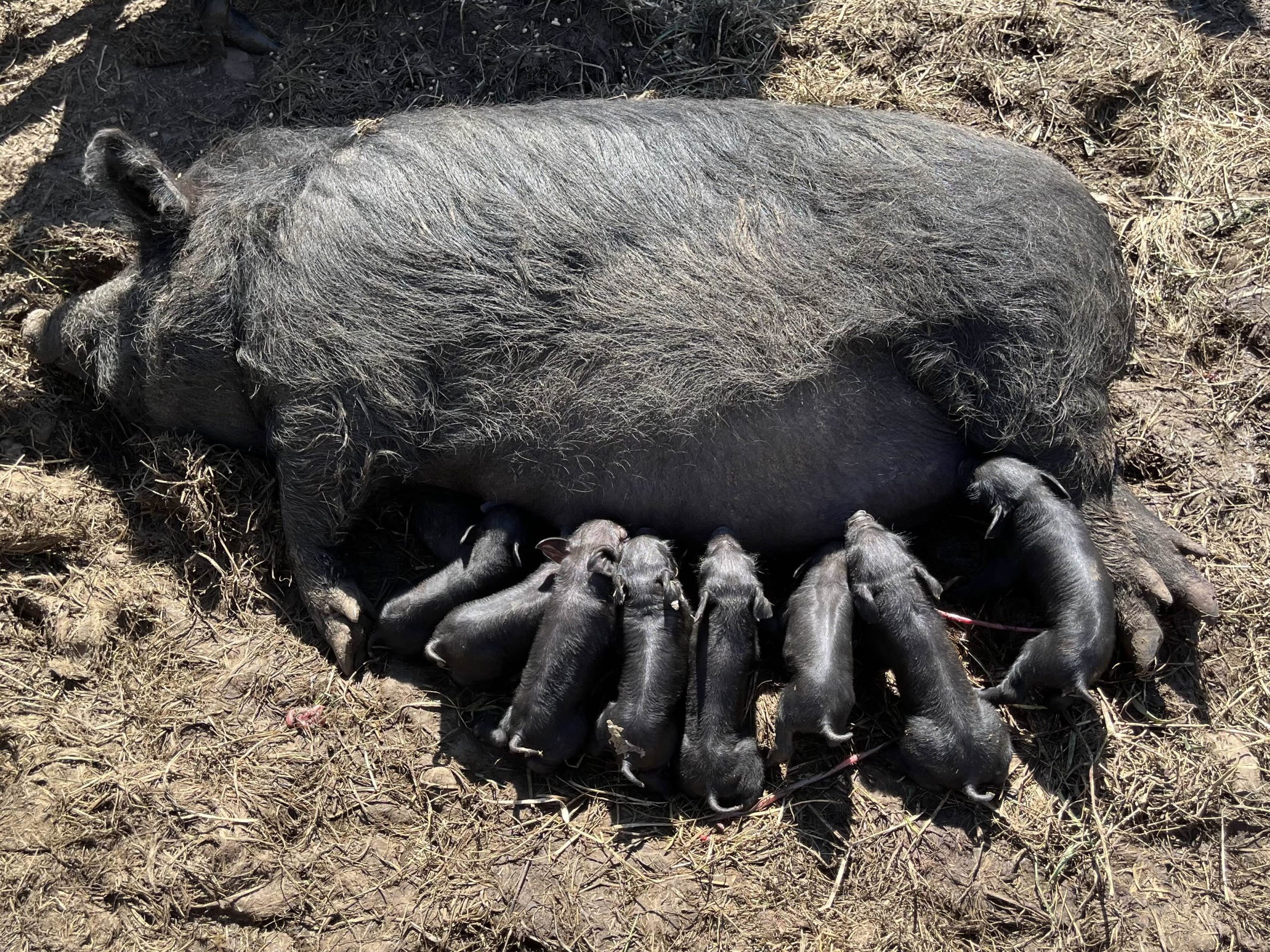 American Guinea Hogs (piglets, sows, proven boar)