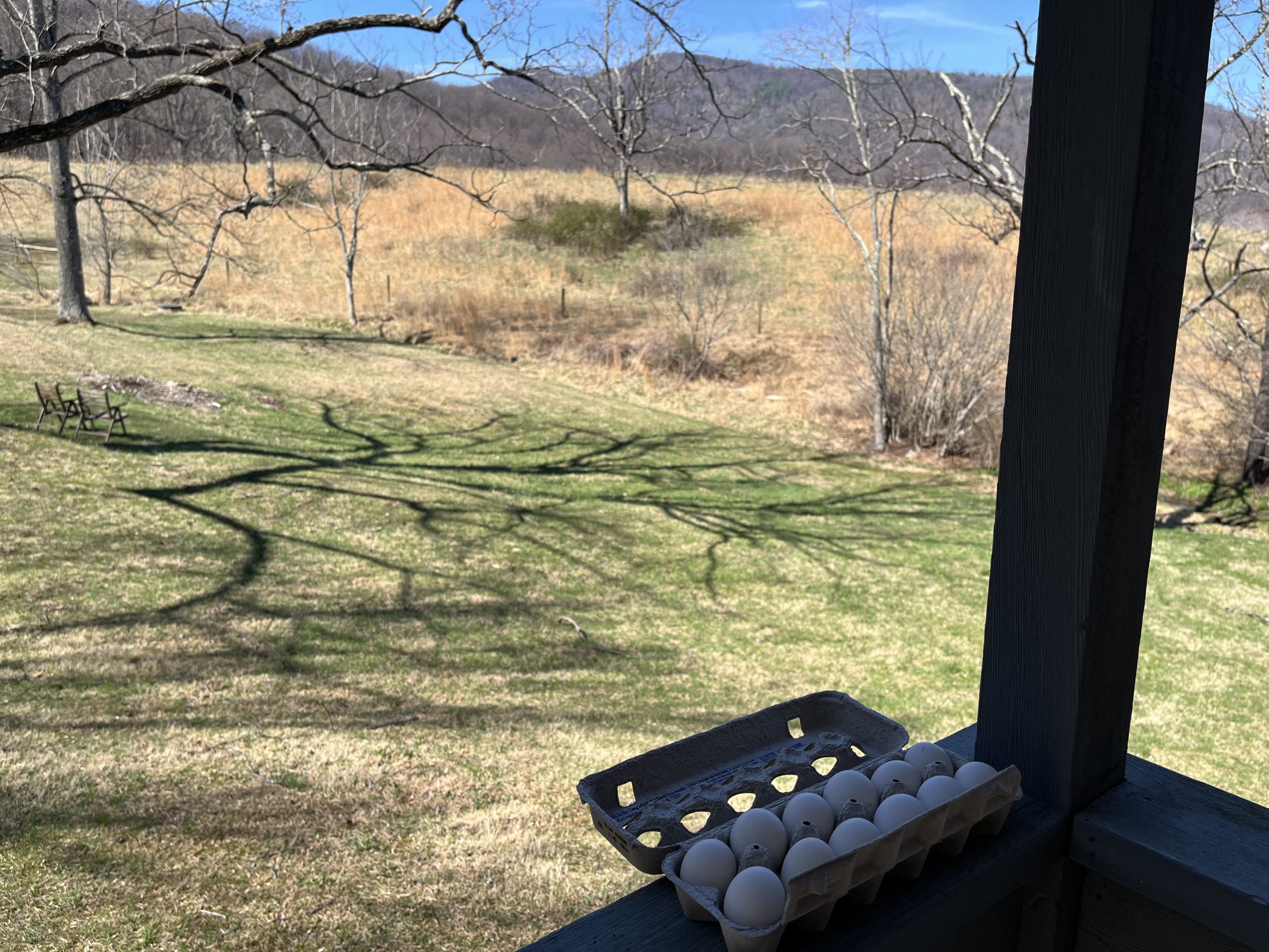 Icelandic Chicken Hatching Eggs