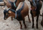 San Clemente Island Goats