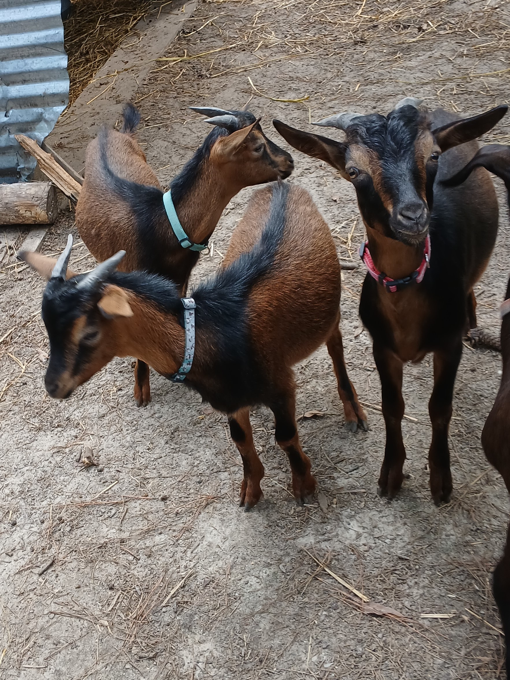 San Clemente Island Goats