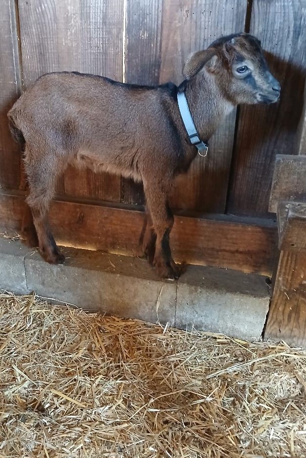 San Clemente Island Goats