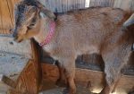 San Clemente Island Goats