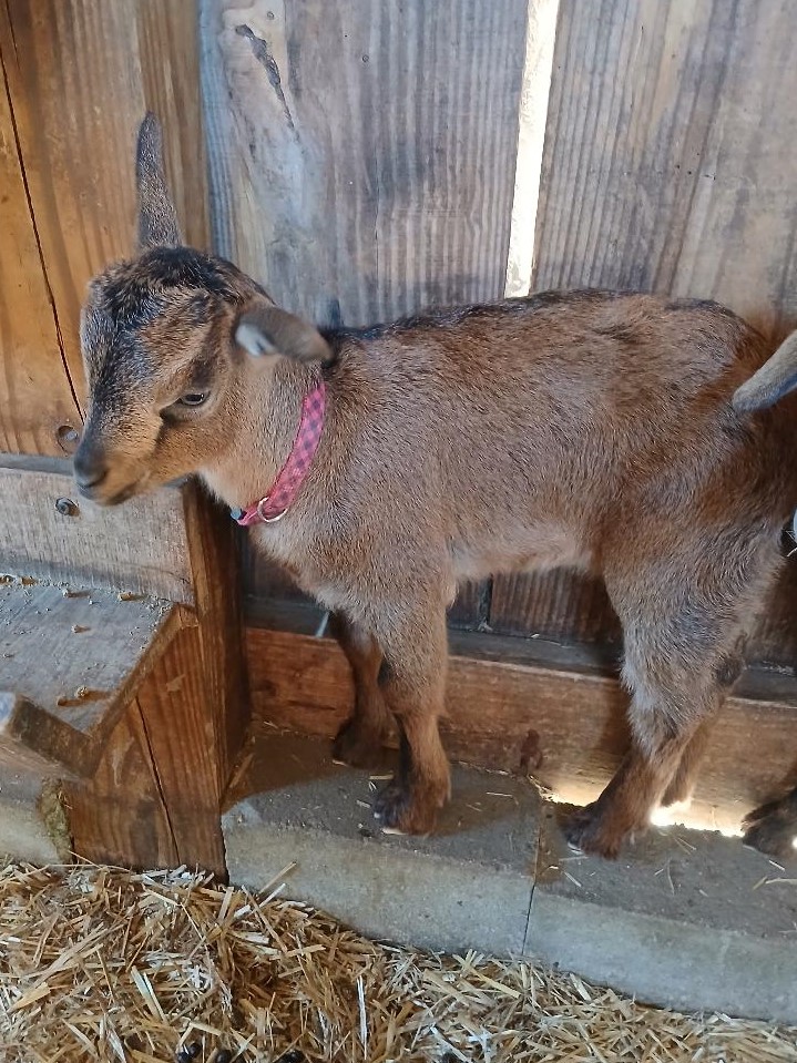 San Clemente Island Goats