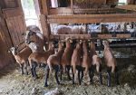 Barbados blackbelly yearling rams and lambs available