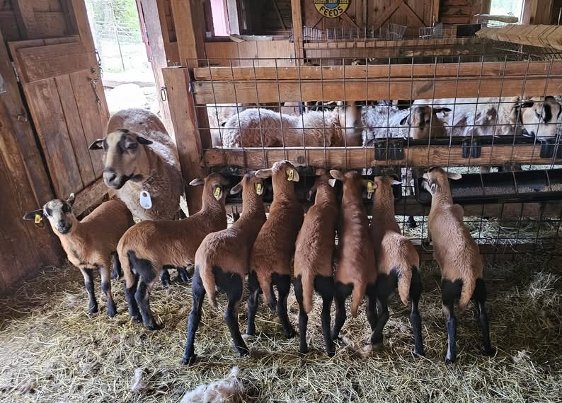 Barbados blackbelly yearling rams and lambs available