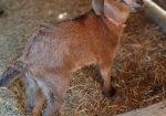 San Clemente Island Goats