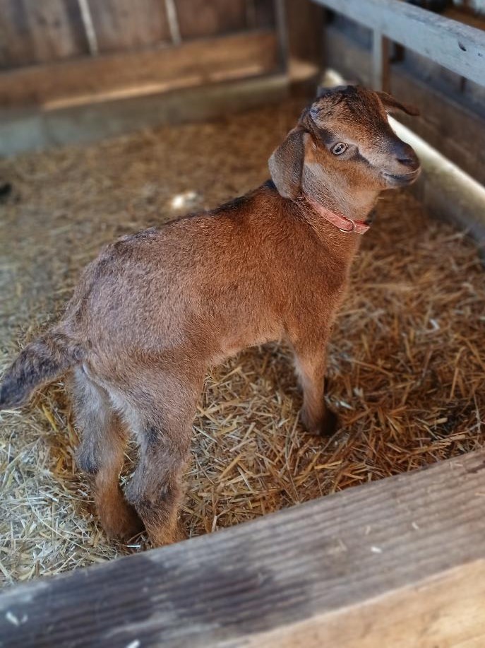 San Clemente Island Goats