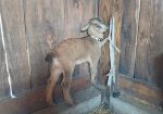 San Clemente Island Goats