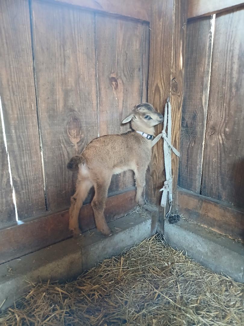 San Clemente Island Goats