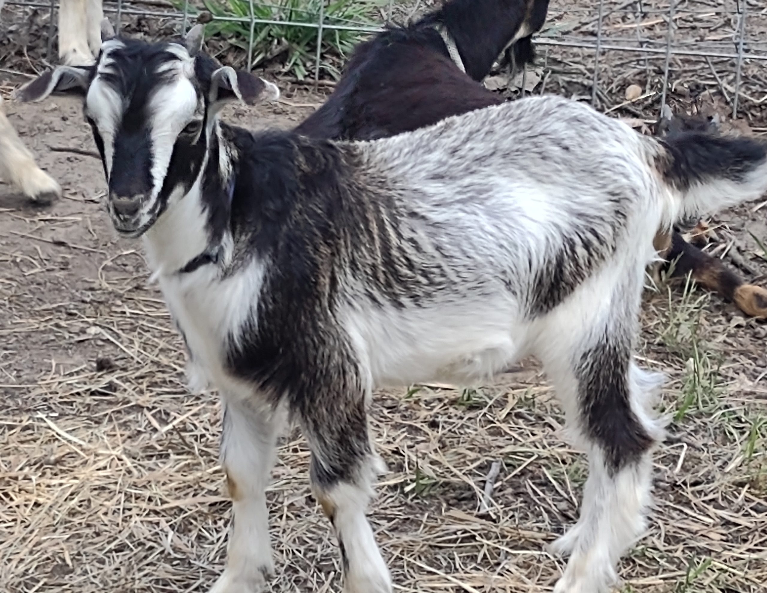 Arapawa Goats