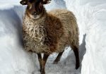 Raw Shetland Fleece