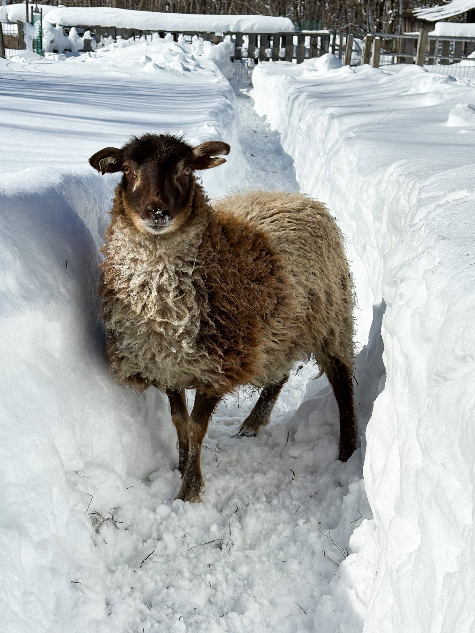 Raw Shetland Fleece