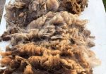 Raw Shetland Fleece