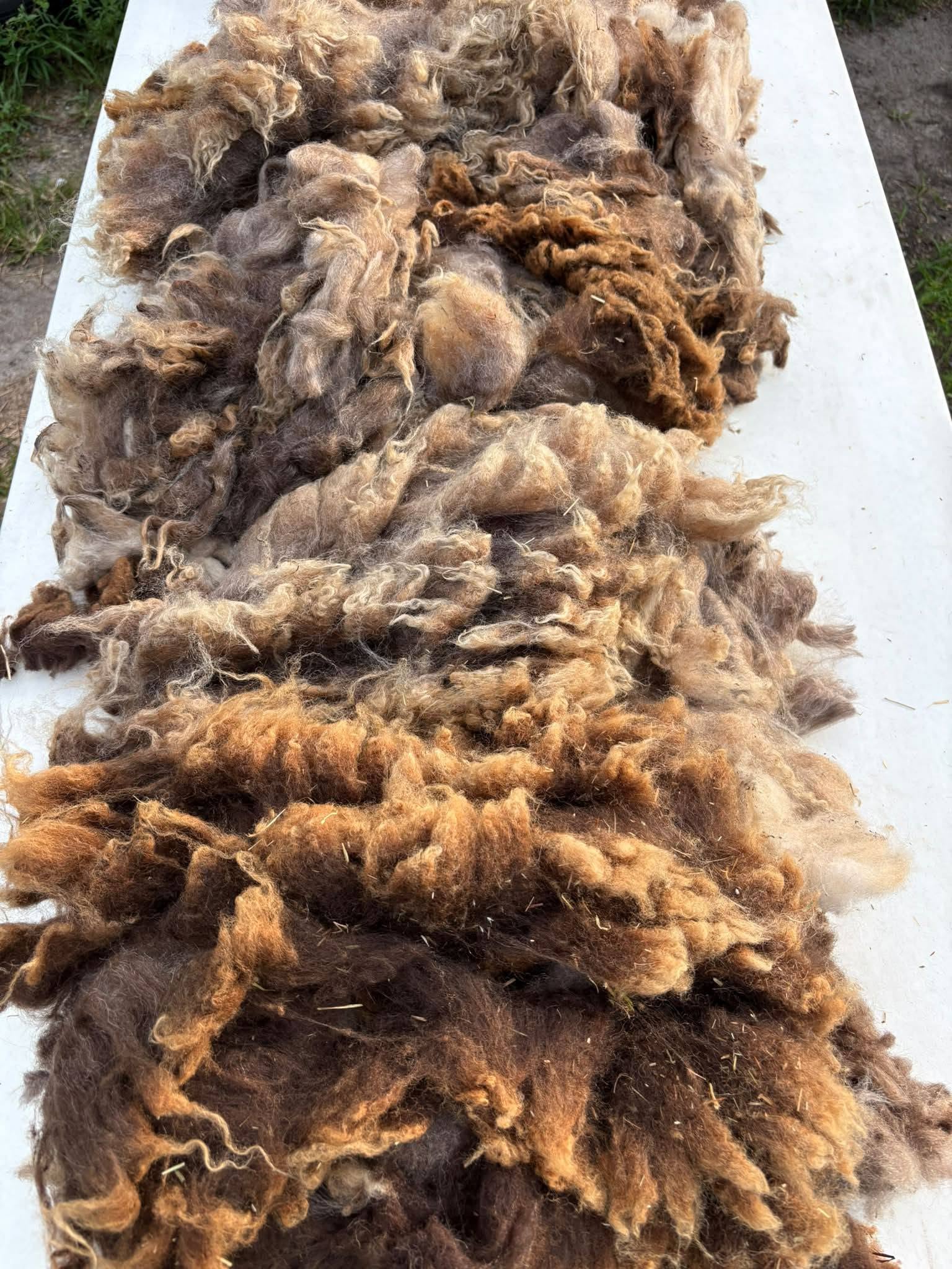 Raw Shetland Fleece