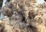 Raw Shetland Fleece