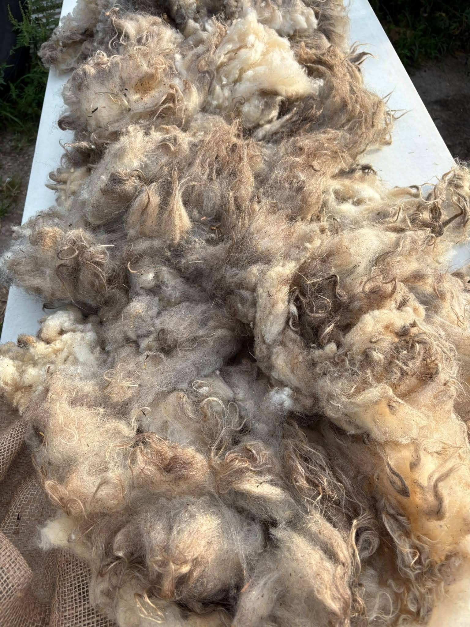 Raw Shetland Fleece