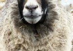 Raw Shetland Fleece