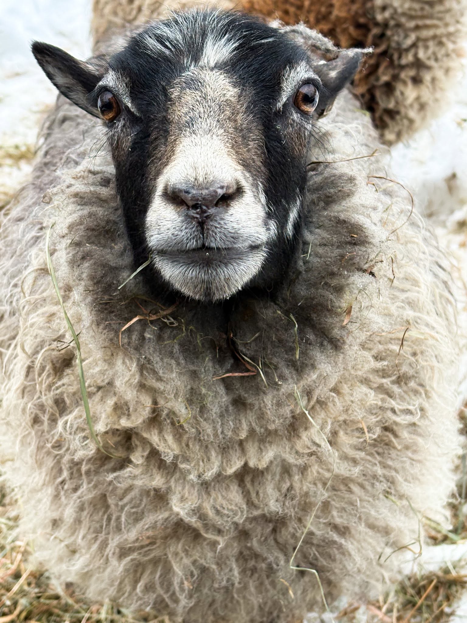 Raw Shetland Fleece
