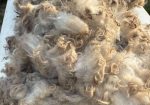 Raw Shetland Fleece