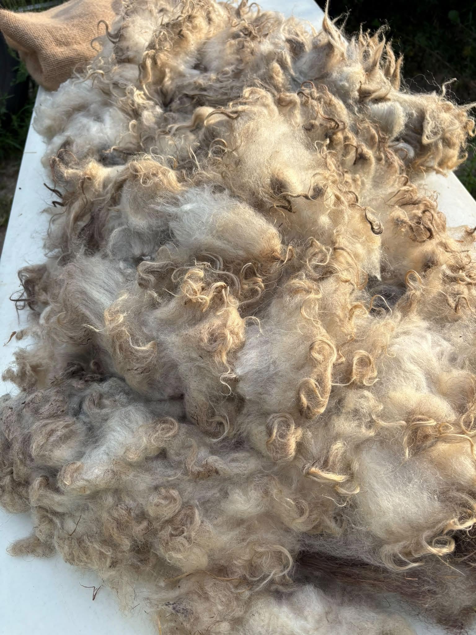Raw Shetland Fleece