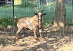 100% Myotonic (Fainting) Goat Buck