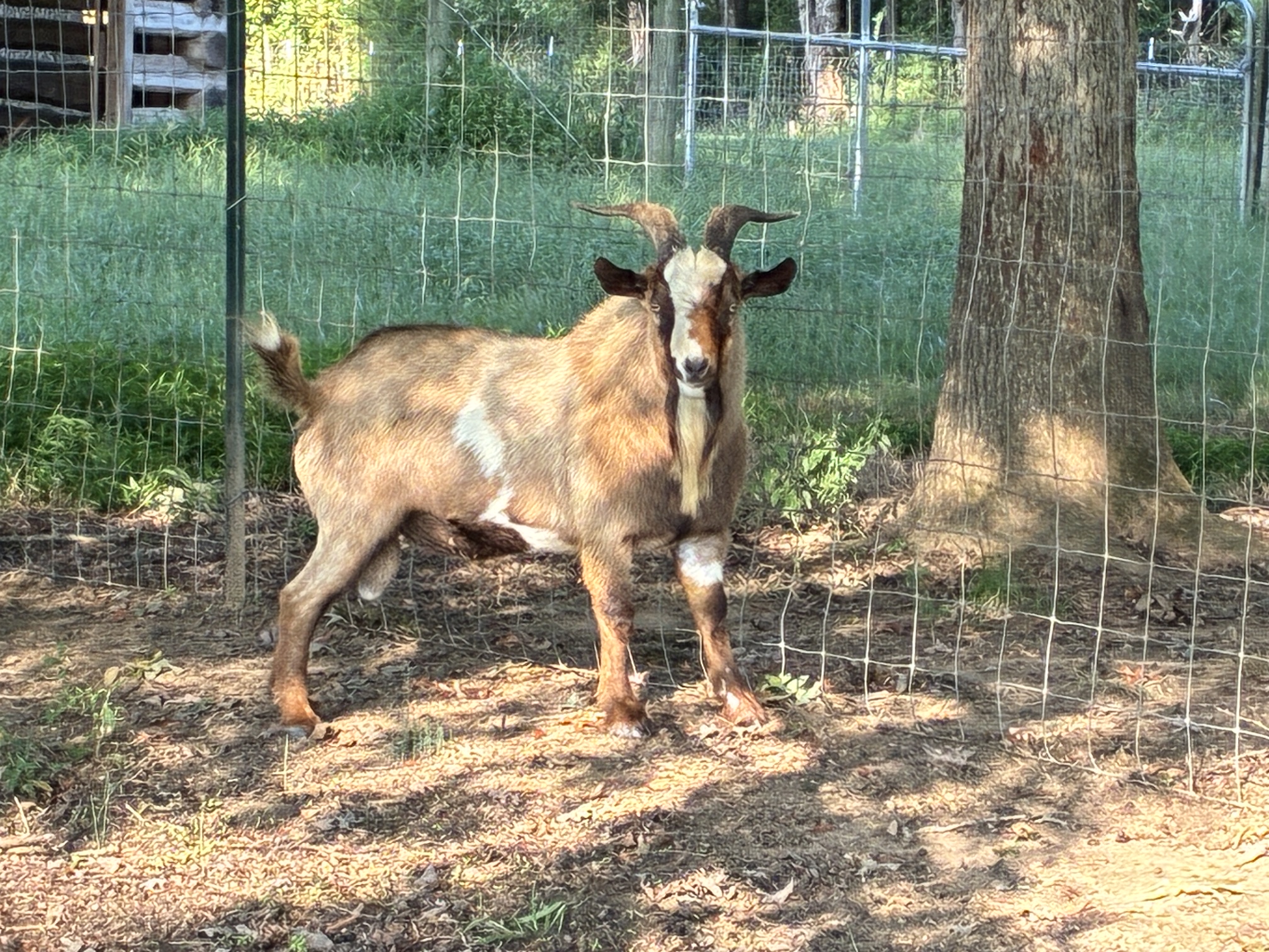 100% Myotonic (Fainting) Goat Buck