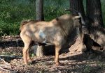 100% Myotonic (Fainting) Goat Buck