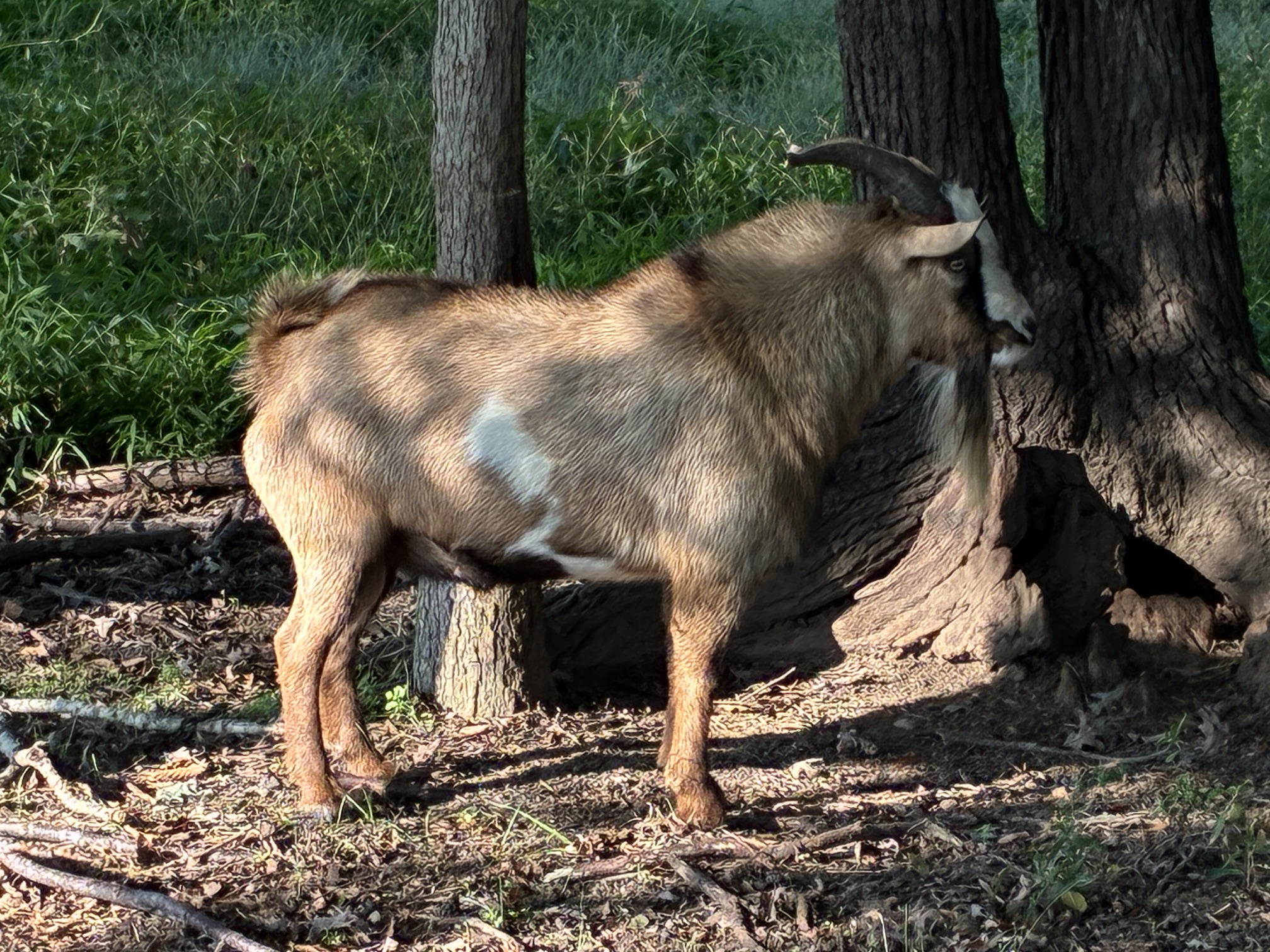 100% Myotonic (Fainting) Goat Buck