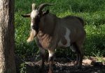 100% Myotonic (Fainting) Goat Buck